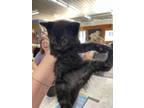 Adopt Margarita a Domestic Shorthair / Mixed (short coat) cat in Arkadelphia
