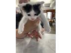 Adopt Malibu a Domestic Shorthair / Mixed (short coat) cat in Arkadelphia