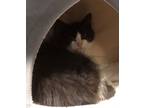 Adopt Polo a All Black Domestic Mediumhair / Domestic Shorthair / Mixed cat in