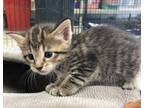 Adopt Hazelnut a Domestic Shorthair / Mixed (short coat) cat in Brownwood