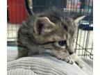 Adopt Walnut a Domestic Shorthair / Mixed (short coat) cat in Brownwood