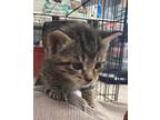 Adopt Pistachio a Domestic Shorthair / Mixed (short coat) cat in Brownwood