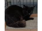 Adopt Taffy a Domestic Mediumhair / Mixed (short coat) cat in Brownwood