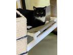 Adopt Cutie a Domestic Shorthair / Mixed (short coat) cat in Blountville