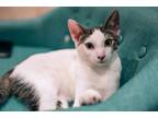 Adopt Billy Jack a White (Mostly) Domestic Shorthair (short coat) cat in Dallas