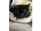 Adopt Velvet a Domestic Longhair / Mixed (short coat) cat in Pittsfield