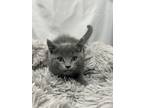 Adopt Ryder a Domestic Shorthair / Mixed (short coat) cat in Greensboro