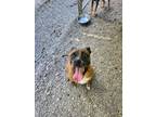 Adopt Chance a Boxer / Mixed Breed (Medium) / Mixed dog in Greensboro