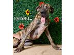 Adopt Marshall a Great Dane / Mixed dog in Hardeeville, SC (41351432)