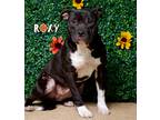 Adopt Roxy a American Staffordshire Terrier / Mixed dog in Hardeeville