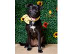 Adopt Minnie a Labrador Retriever / Mixed dog in Hardeeville, SC (41351431)