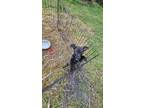 Adopt bazooka a Black Australian Kelpie / Mixed dog in loxahatchee