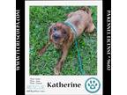 Adopt Katherine 042724 a Cavalier King Charles Spaniel / Mixed dog in Kimberton