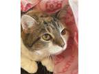 Adopt SR EMMIE a Brown Tabby Domestic Shorthair / Mixed (short coat) cat in