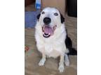 Adopt Bandit a White - with Black Border Collie / Mixed dog in Sarasota