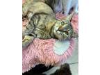 Adopt Molly a Domestic Shorthair / Mixed (short coat) cat in Corpus Christi