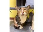 Adopt Missy a Domestic Shorthair / Mixed (short coat) cat in Corpus Christi