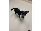 Adopt Waffles a Mixed Breed (Medium) / Mixed dog in Kalamazoo, MI (41351524)