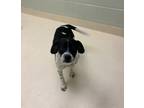 Adopt Smiley a Black - with White Mixed Breed (Medium) / Mixed dog in Kalamazoo
