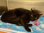 Adopt Heidi a All Black Domestic Shorthair / Domestic Shorthair / Mixed cat in