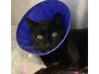 Adopt Tommy Tune a All Black Domestic Mediumhair / Domestic Shorthair / Mixed