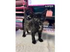 Adopt Petunia a Domestic Shorthair / Mixed (short coat) cat in Rockport