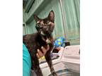 Adopt Mirabel a Domestic Mediumhair / Mixed (short coat) cat in Rockport