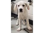 Adopt Abby a Great Pyrenees / Hound (Unknown Type) / Mixed dog in Greeneville