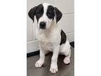 Adopt Axel a Great Pyrenees / Hound (Unknown Type) / Mixed dog in Greeneville