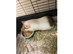 Adopt Whopper a Guinea Pig small animal in Fall River, MA (41429504)