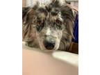 Adopt WILLOW a Husky / Australian Shepherd dog in Shreveport, LA (40699539)