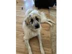 Adopt Jax a White - with Brown or Chocolate Great Pyrenees / Mixed dog in