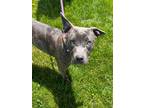 Adopt Muffin a American Pit Bull Terrier / Mixed dog in Marion, OH (41378773)