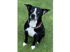 Adopt Thor a Labrador Retriever / Pit Bull Terrier dog in Atlanta, GA (40097462)