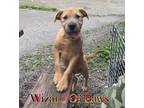 Adopt Wizard Of Paws a Terrier (Unknown Type, Small) / American Pit Bull Terrier