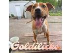 Adopt Goldilicks a Australian Cattle Dog / American Pit Bull Terrier / Mixed dog