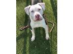 Adopt Khaleesi a White - with Gray or Silver Pit Bull Terrier / Labrador