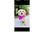 Adopt Belle a Tan/Yellow/Fawn Goldendoodle / Mixed dog in Miami, FL (41429450)