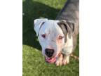 Adopt Storm a White - with Gray or Silver Pit Bull Terrier / Labrador Retriever