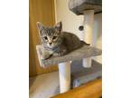Adopt Danny a Gray or Blue Domestic Shorthair cat in Poplar Grove, IL (41429425)
