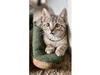 Adopt Gnocchi a Brown Tabby Domestic Shorthair / Mixed (short coat) cat in