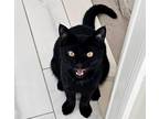 Adopt Prada a All Black Domestic Shorthair / Mixed cat in Whitestone