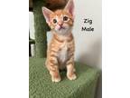 Adopt Zig a Domestic Shorthair / Mixed (short coat) cat in Fallbrook