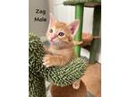 Adopt Zag a Domestic Shorthair / Mixed (short coat) cat in Fallbrook