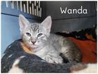 Adopt Wanda a Domestic Shorthair / Mixed (short coat) cat in Fallbrook