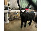 Adopt Mara a Domestic Shorthair / Mixed (short coat) cat in Fallbrook
