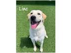 Adopt Linc a Labrador Retriever / Mixed dog in Fallbrook, CA (41426714)