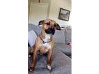 Adopt Pixie (Trixie) a Brown/Chocolate - with White American Pit Bull Terrier /