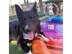 Adopt Tux a Black - with White Flat-Coated Retriever / Shepherd (Unknown Type)
