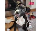 Adopt Zodiac Litter: Libra a Black - with White American Staffordshire Terrier